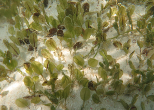 亿年盐藻成世界医学关注焦点