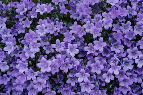 紫茉莉花开暗香来，叶、根、果实可入药
