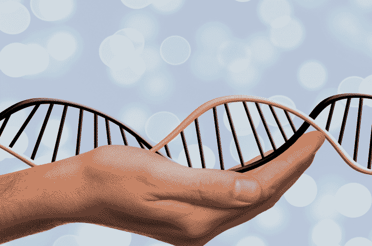 人类基因组草图再添细节 X染色体被无死角解码