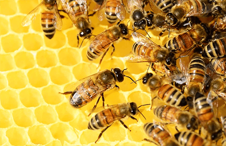 蜂蜜搭配方法