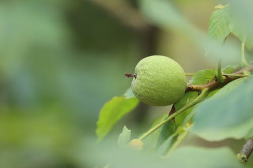 “七月核桃八月梨”，鲜核桃应该怎么吃？