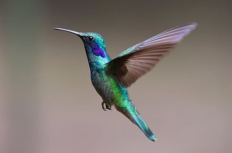 hummingbird-bird-trochilidae-fly-thumb.jpg