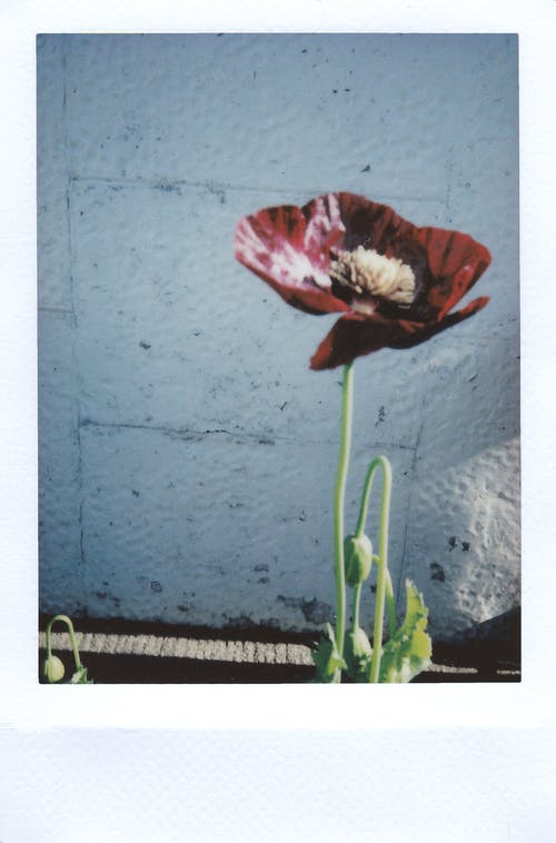 疑问：孕妇可以打疫苗吗？