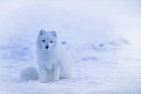 iceland-arctic-fox-animal-wildlife-thumb.jpg