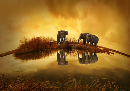 thailand-elephant-sunset-nature-thumb.jpg