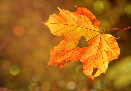 heart-sweetheart-leaf-autumn-thumb.jpg