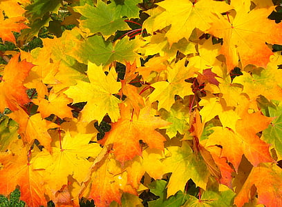 leaves-autumn-fall-colorful-thumb.jpg
