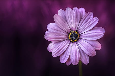 flower-purple-lical-blosso-thumb.jpg