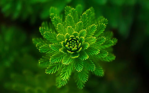 water-plant-green-fine-layers-thumb.jpg