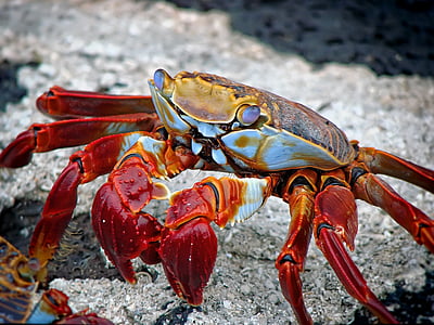 crab-animal-aquatic-archipelago-thumb.jpg