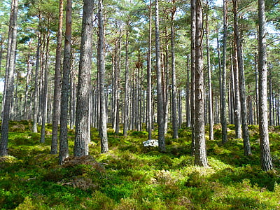 forest-trees-ecology-environment-thumb.jpg