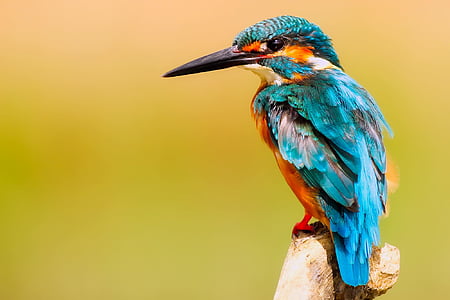kingfisher-bird-wildlife-macro-thumb.jpg