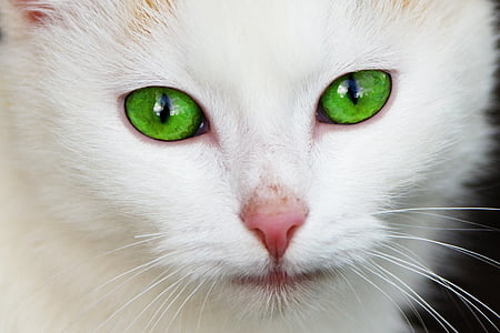 animal-cat-domestic-eye-thumb.jpg