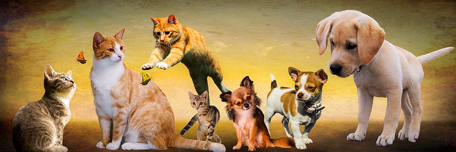 animals-dogs-cat-play-thumb.jpg