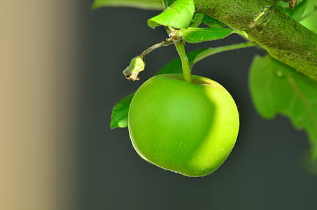 apple-green-apple-tree-apple-tree-thumb.jpg