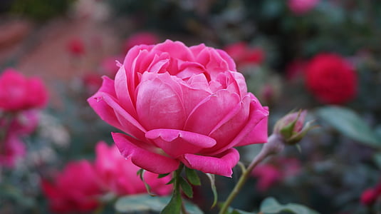 a-rose-romance-beauty-aroma-thumb.jpg
