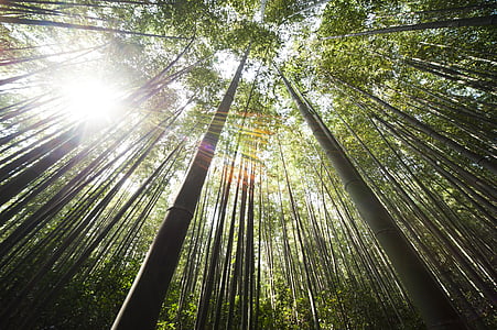 bamboo-damyang-sunshine-thumb.jpg