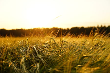 barley-field-spike-grain-thumb.jpg