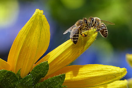 bee-honey-bee-apis-insect-thumb.jpg