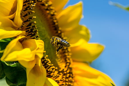 bee-sun-flower-yellow-busy-bee-thumb.jpg