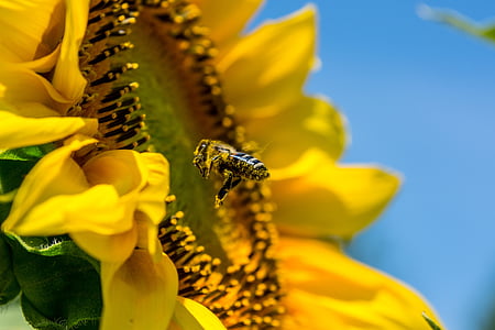 1655426294007017208.jpg bee-sun-flower-yellow-busy-bee-thumb.jpg
