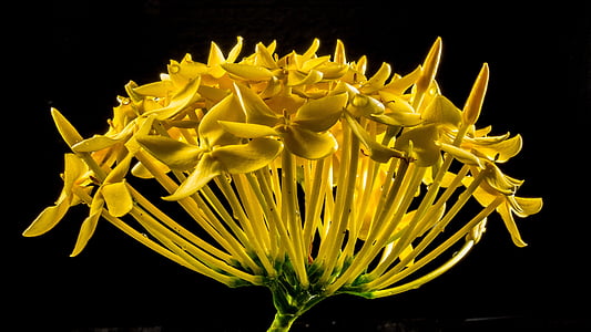 blossom-bloom-flower-yellow-thumb.jpg