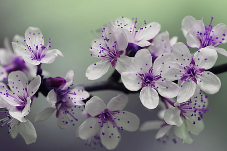 blossom-petals-spring-nature-thumb.jpg