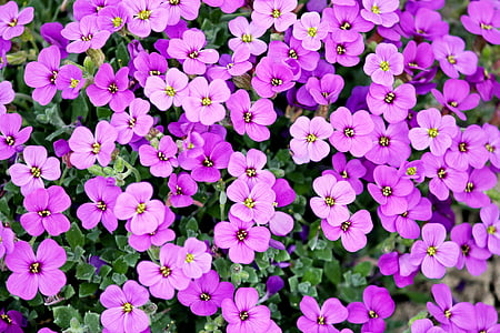 blue-pillow-garden-plant-purple-pink-thumb.jpg