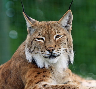 bobcat-lynx-big-cat-feline-thumb.jpg