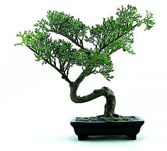 bonsai-tree-green-plant-thumb.jpg