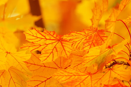 abstract-autumn-background-bright-thumb.jpg