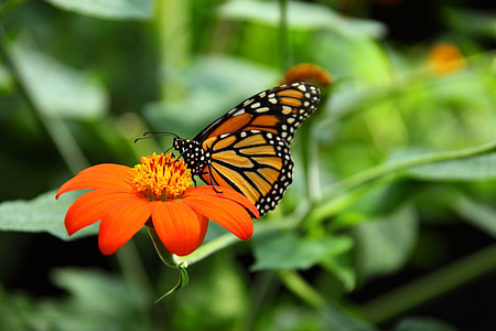 animal-beautiful-monarch-butterfly-thumb.jpg