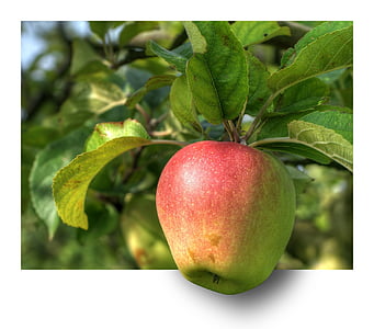 apple-fruit-apple-tree-hdr-thumb.jpg
