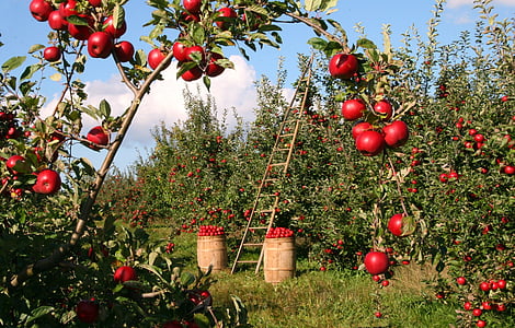 apple-tree-orchard-red-thumb.jpg