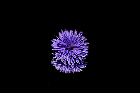 aster-flower-purple-thumb.jpg