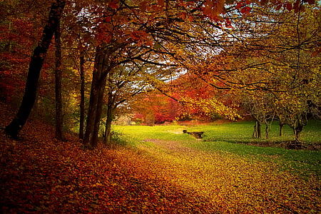 autumn-forest-woods-nature-thumb.jpg