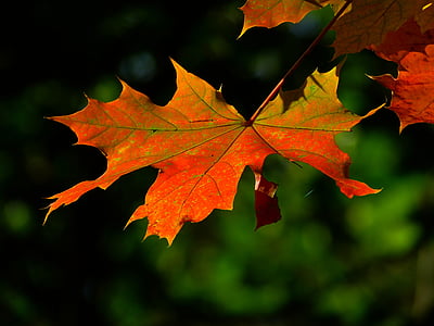 autumn-leaf-colorful-leaves-thumb.jpg