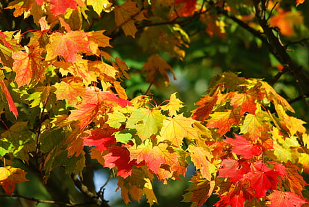 autumn-tree-leaves-red-thumb.jpg