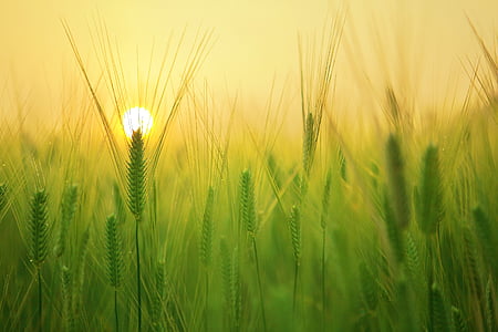 1655797414414054708.jpg barley-field-sunrise-morning-solar-thumb.jpg