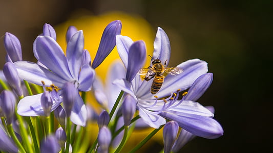 bee-insect-purple-flower-thumb.jpg