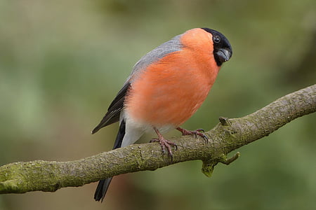 bird-bullfinch-males-garden-thumb.jpg