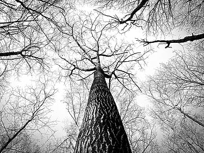 branches-tree-twigs-bark-thumb.jpg