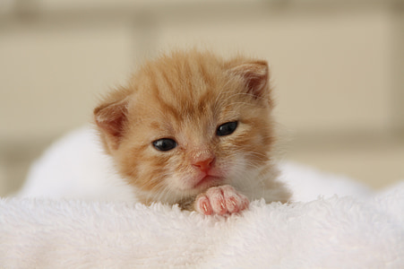 cat-puppy-young-cat-playful-thumb.jpg