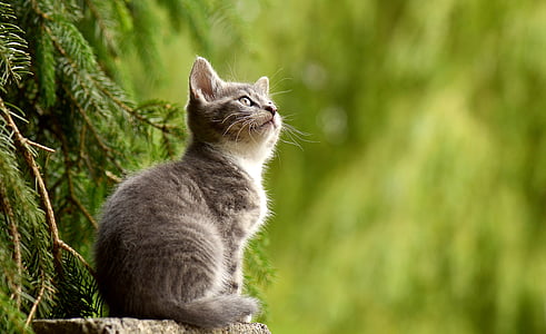 cat-young-animal-curious-wildcat-thumb.jpg
