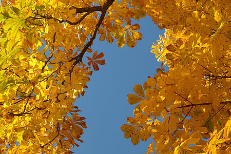 chestnut-leaves-autumn-fall-color-leaves-thumb.jpg
