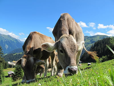 cows-cow-austria-pasture-sky-thumb.jpg