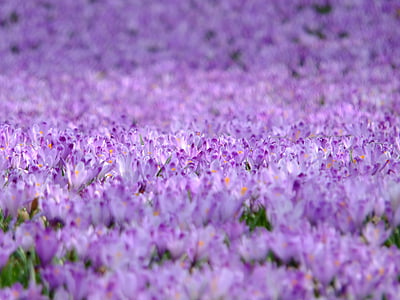 crocus-flowers-violet-spring-thumb.jpg