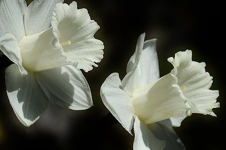 daffodil-flower-easter-lily-spring-thumb.jpg