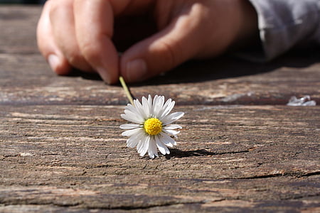 daisy-flower-hand-connectedness-thumb.jpg