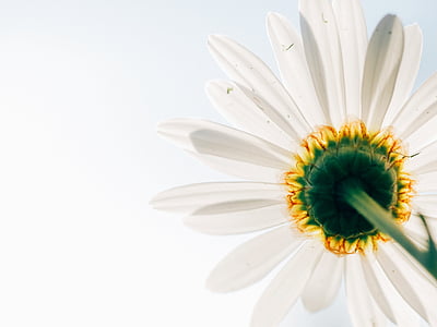 daisy-flower-plant-perspective-thumb.jpg